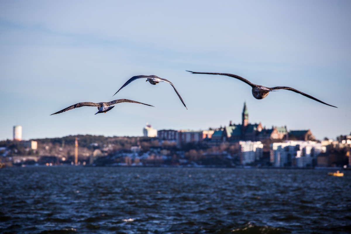 Stockholm - fåglar