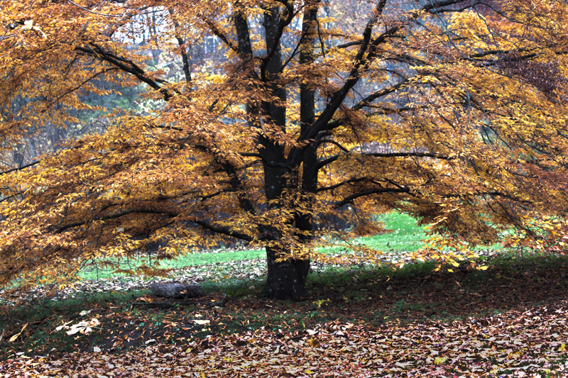 Höstträd i Edsbergsparken