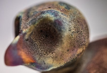 Raku fågel med gulddekor av Susanne Sundström drejat.se